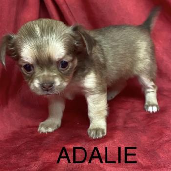 chiot Chihuahua Poil Long ADALIE chihuahua à réserver Domaine de la Chantelaie