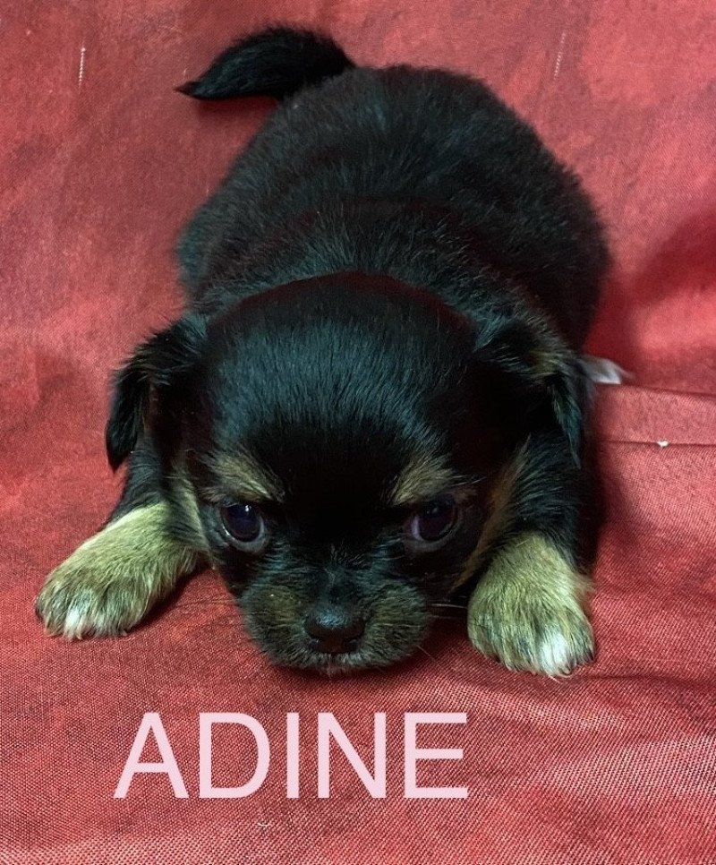 ADINE chihuahua à réserver Femelle Chihuahua Poil Long