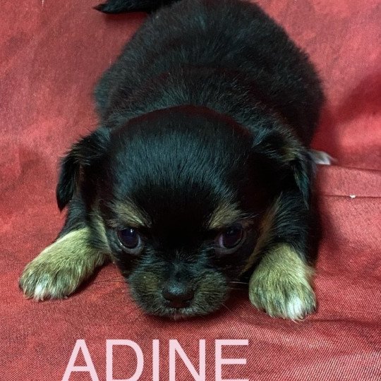 ADINE chihuahua à réserver Femelle Chihuahua Poil Long