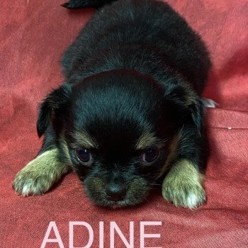 chiot Chihuahua Poil Long ADINE chihuahua à réserver Domaine de la Chantelaie chiot Chihuahua Poil Long ADINE chihuahua à réserver Domaine de la Chantelaie