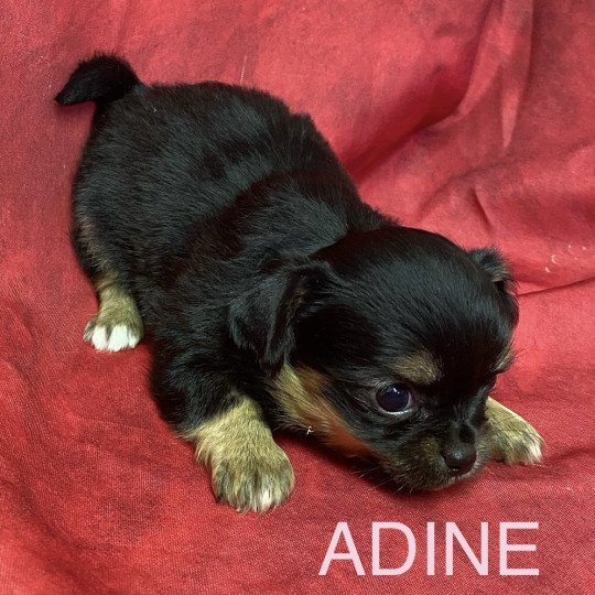 chiot Chihuahua Poil Long ADINE chihuahua à réserver Domaine de la Chantelaie