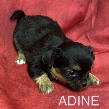 chiot Chihuahua Poil Long ADINE chihuahua à réserver Domaine de la Chantelaie chiot Chihuahua Poil Long ADINE chihuahua à réserver Domaine de la Chantelaie