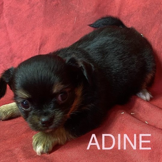 chiot Chihuahua Poil Long ADINE chihuahua à réserver Domaine de la Chantelaie
