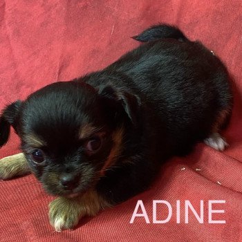 chiot Chihuahua Poil Long ADINE chihuahua à réserver Domaine de la Chantelaie chiot Chihuahua Poil Long ADINE chihuahua à réserver Domaine de la Chantelaie