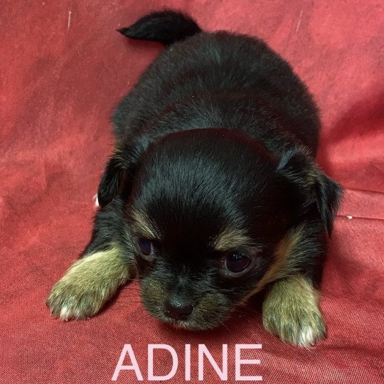 chiot Chihuahua Poil Long ADINE chihuahua à réserver Domaine de la Chantelaie