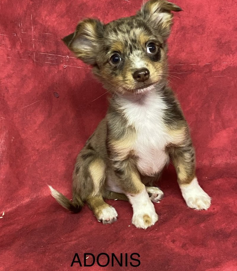 ADONIS chihuahua Mâle Chihuahua Poil Long