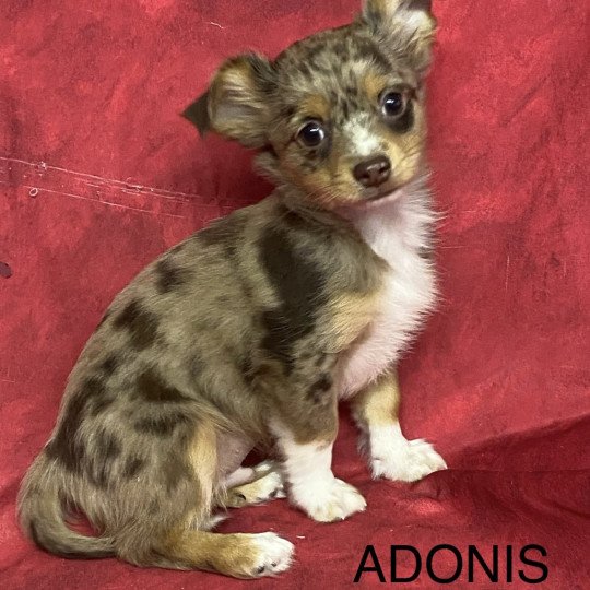 chiot Chihuahua Poil Long ADONIS chihuahua Domaine de la Chantelaie