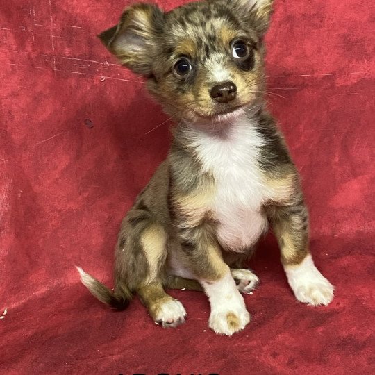 chiot Chihuahua Poil Long ADONIS chihuahua Domaine de la Chantelaie