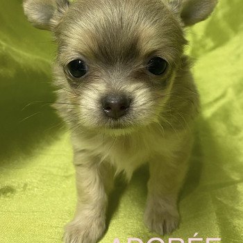 chiot Chihuahua Poil Long ADORÉE chihuahua à réserver Domaine de la Chantelaie