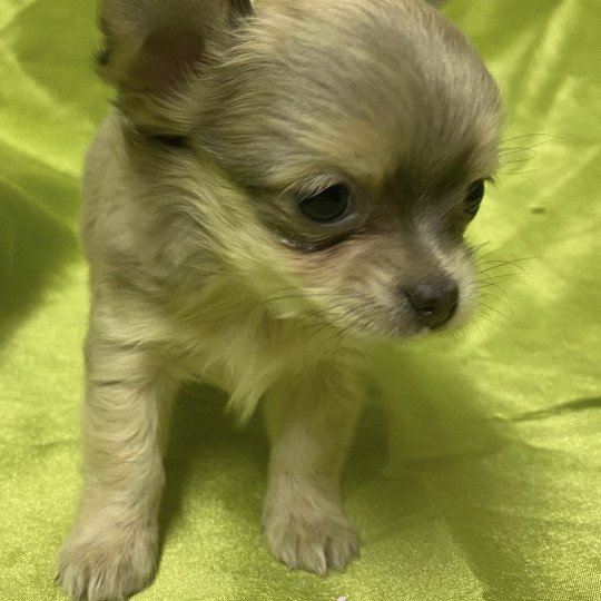 chiot Chihuahua Poil Long ADORÉE chihuahua à réserver Domaine de la Chantelaie