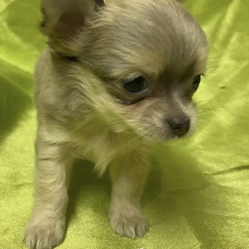 chiot Chihuahua Poil Long ADORÉE chihuahua à réserver Domaine de la Chantelaie