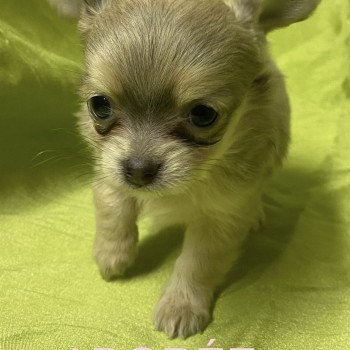 chiot Chihuahua Poil Long ADORÉE chihuahua à réserver Domaine de la Chantelaie