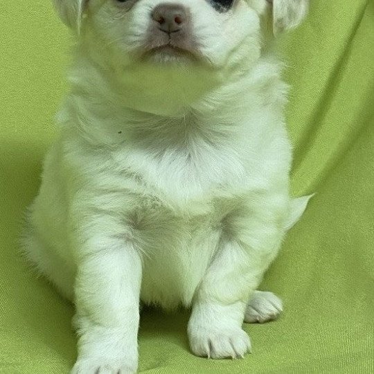 chiot Chihuahua Poil Long AÎKA chihuahua à réserver Domaine de la Chantelaie