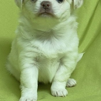 chiot Chihuahua Poil Long AÎKA chihuahua à réserver Domaine de la Chantelaie