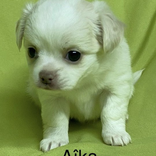 chiot Chihuahua Poil Long AÎKA chihuahua à réserver Domaine de la Chantelaie