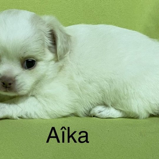 chiot Chihuahua Poil Long AÎKA chihuahua à réserver Domaine de la Chantelaie