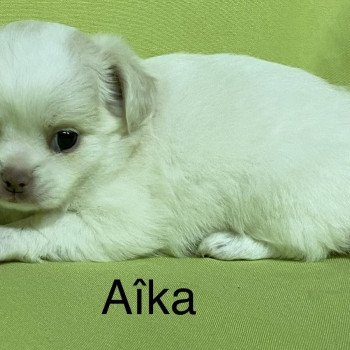 chiot Chihuahua Poil Long AÎKA chihuahua à réserver Domaine de la Chantelaie