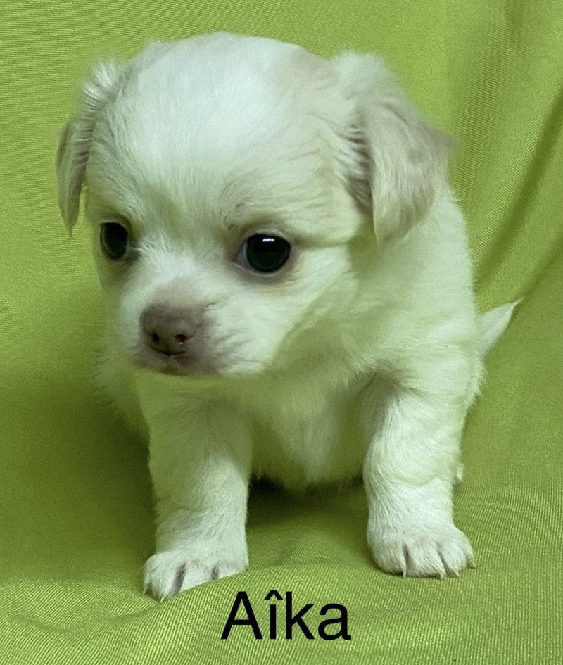AÎKA chihuahua à réserver Femelle Chihuahua Poil Long