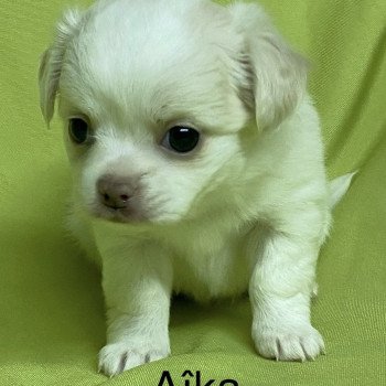 chiot Chihuahua Poil Long AÎKA chihuahua à réserver Domaine de la Chantelaie