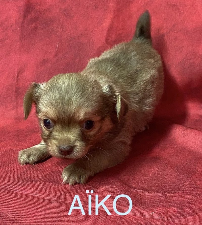 AÎKO chihuahua à réserver Mâle Chihuahua Poil Long