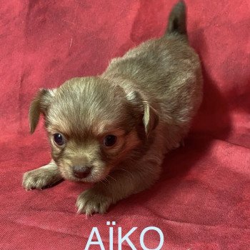 chiot Chihuahua Poil Long AÎKO chihuahua à réserver Domaine de la Chantelaie chiot Chihuahua Poil Long AÎKO chihuahua à réserver Domaine de la Chantelaie