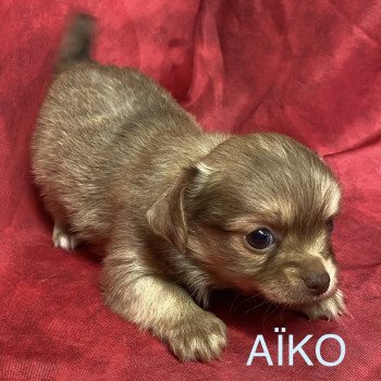 chiot Chihuahua Poil Long AÎKO chihuahua à réserver Domaine de la Chantelaie chiot Chihuahua Poil Long AÎKO chihuahua à réserver Domaine de la Chantelaie