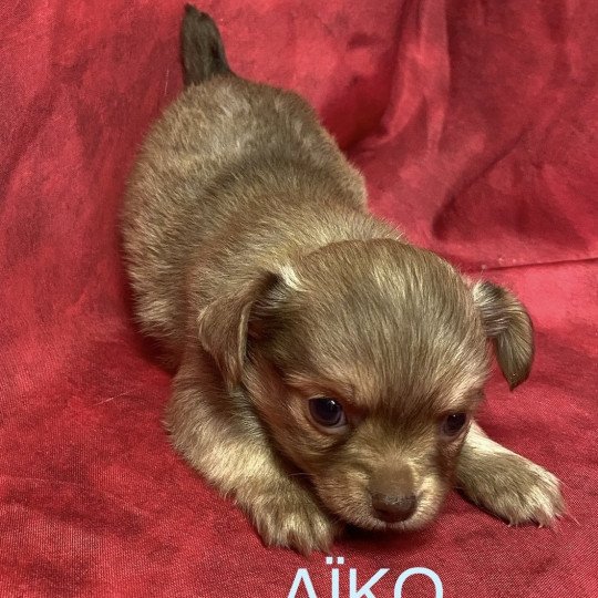 chiot Chihuahua Poil Long AÎKO chihuahua à réserver Domaine de la Chantelaie