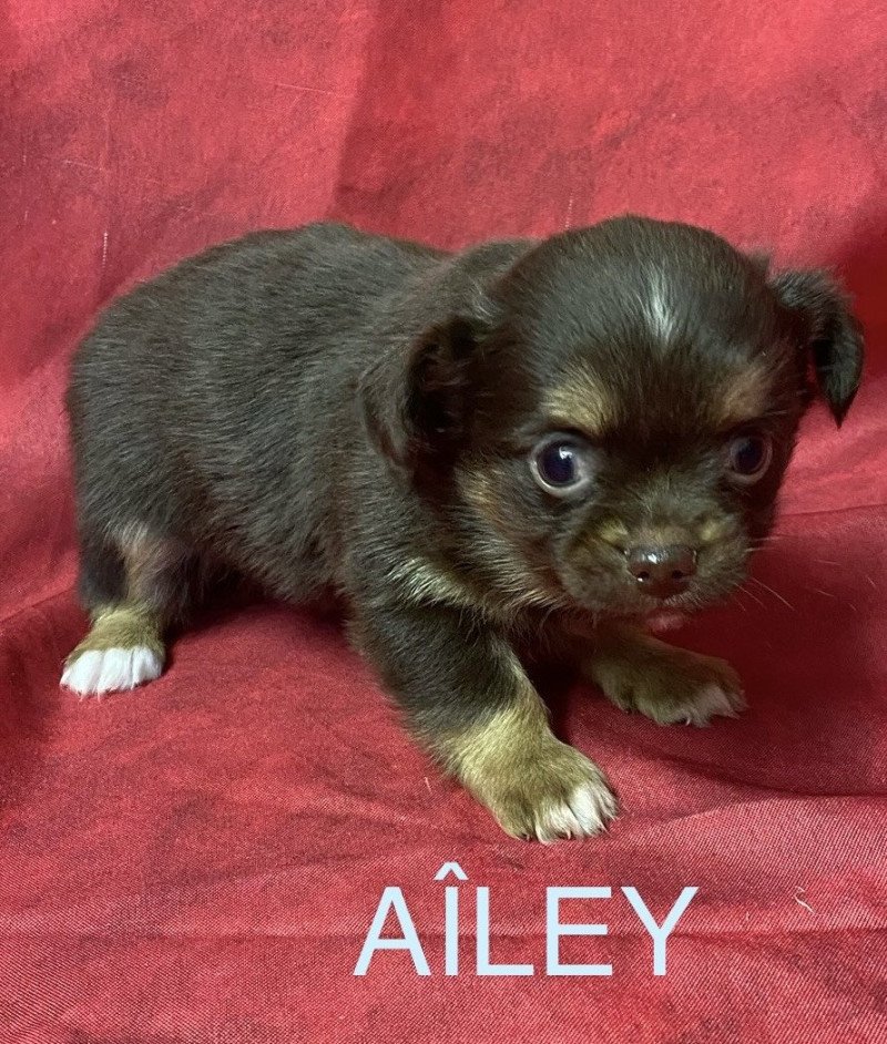 AÎLEY chihuahua à réserver Mâle Chihuahua Poil Long