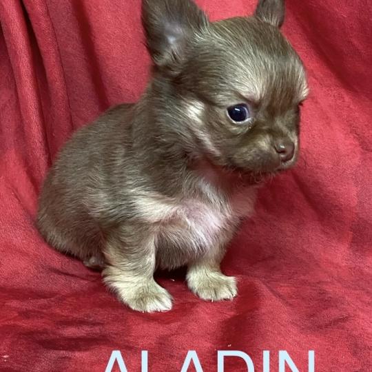 chiot Chihuahua Poil Long ALADIN chihuahua à réserver Domaine de la Chantelaie