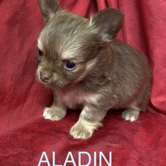 chiot Chihuahua Poil Long ALADIN chihuahua à réserver Domaine de la Chantelaie