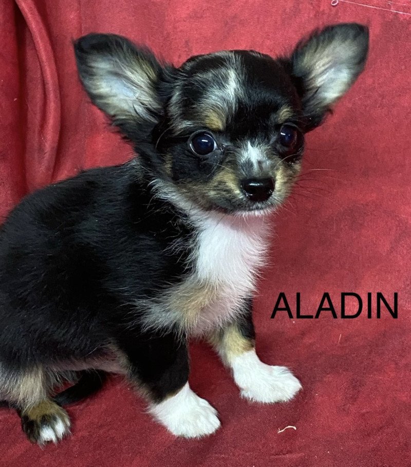 ALADIN chihuahua Mâle Chihuahua Poil Long