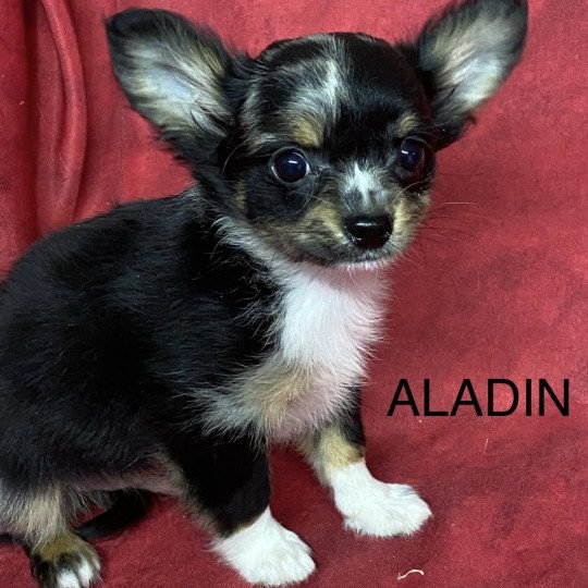 chiot Chihuahua Poil Long ALADIN chihuahua Domaine de la Chantelaie
