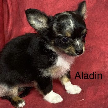 chiot Chihuahua Poil Long ALADIN chihuahua Domaine de la Chantelaie