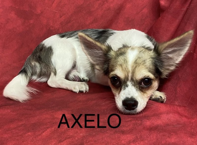 AXELO-ALFRED chihuahua Mâle Chihuahua Poil Long