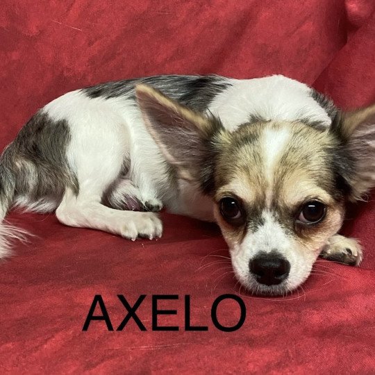 AXELO-ALFRED chihuahua Mâle Chihuahua Poil Long