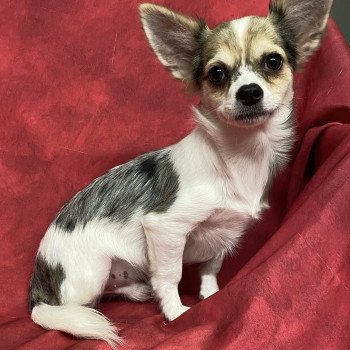 chiot Chihuahua Poil Long AXELO-ALFRED chihuahua Domaine de la Chantelaie