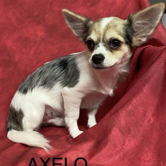chiot Chihuahua Poil Long AXELO-ALFRED chihuahua Domaine de la Chantelaie