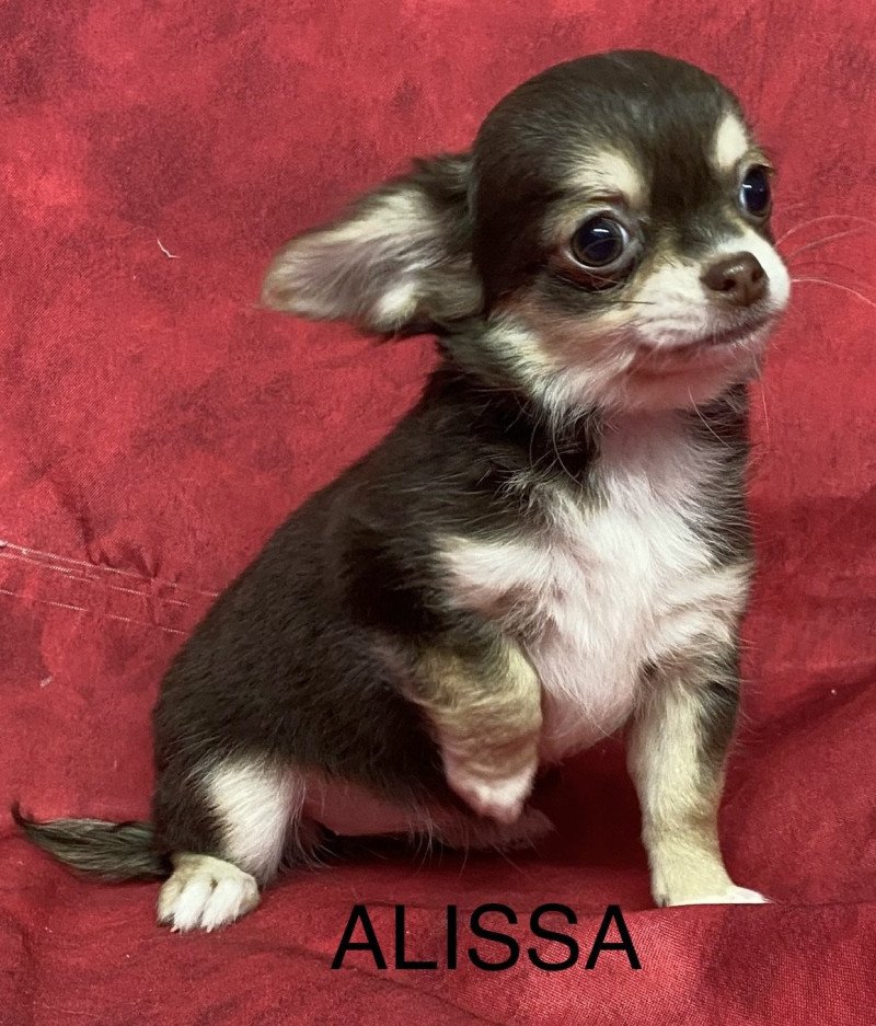 ALISSA chihuahua pl Mâle Chihuahua Poil Long