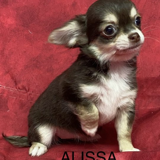 chiot Chihuahua Poil Long ALISSA chihuahua pl Domaine de la Chantelaie