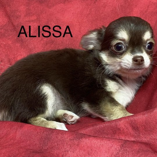 chiot Chihuahua Poil Long ALISSA chihuahua pl Domaine de la Chantelaie