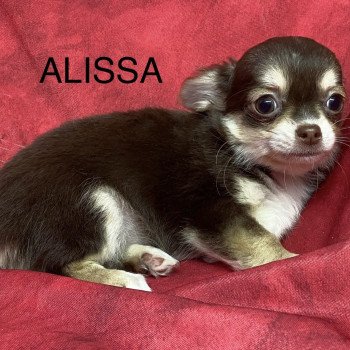 chiot Chihuahua Poil Long ALISSA chihuahua pl Domaine de la Chantelaie