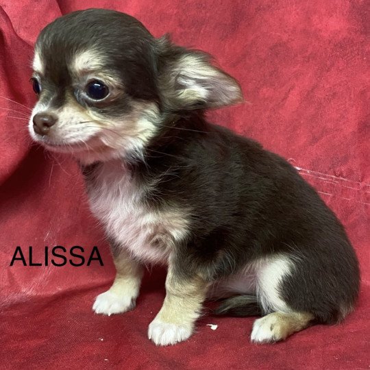 chiot Chihuahua Poil Long ALISSA chihuahua pl Domaine de la Chantelaie