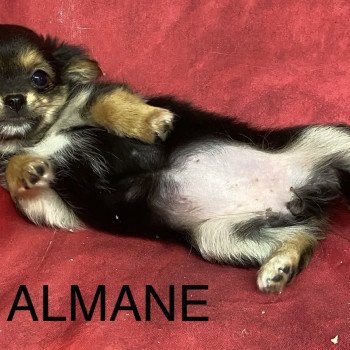 chiot Chihuahua Poil Long ALMANE chihuahua Domaine de la Chantelaie