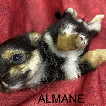 chiot Chihuahua Poil Long ALMANE chihuahua Domaine de la Chantelaie