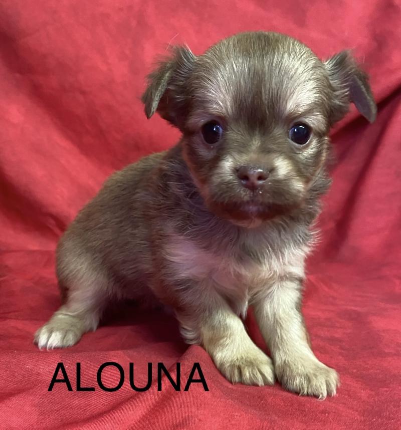 ALOUNA chihuahua à réserver Femelle Chihuahua Poil Long