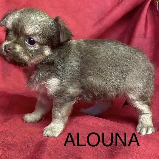 chiot Chihuahua Poil Long ALOUNA chihuahua à réserver Domaine de la Chantelaie