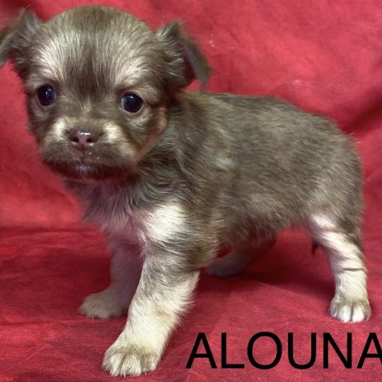 chiot Chihuahua Poil Long ALOUNA chihuahua à réserver Domaine de la Chantelaie