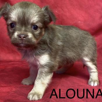 chiot Chihuahua Poil Long ALOUNA chihuahua à réserver Domaine de la Chantelaie