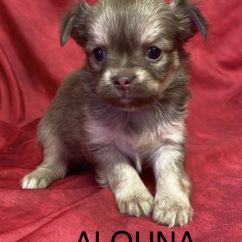 chiot Chihuahua Poil Long ALOUNA chihuahua à réserver Domaine de la Chantelaie