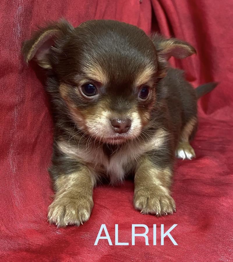 ALRIK chihuahua à réserver Mâle Chihuahua Poil Long